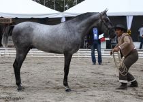 ALOREVIO DE TORRELUNA, DE JUAN IGNACIO PEREZ ARRECHEA, ORO EN POTROS DE 2 A